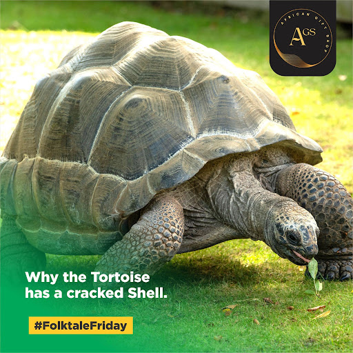 Why Tortoise Has a Cracked Shell